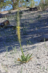 Stanleya viridiflora