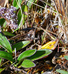 Valeriana adscendens