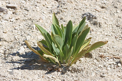 Stanleya viridiflora