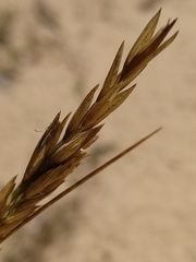 Poa billardierei