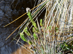 Valeriana microphylla