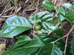 Diospyros inconstans