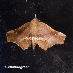 Throana pectinifer