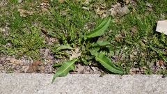 Rumex crispus