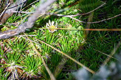 Werneria crassa crassa