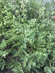 Salpichroa origanifolia