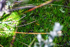 Werneria crassa crassa