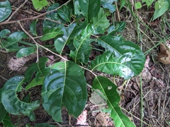 Diospyros inconstans