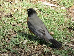 Turdus migratorius