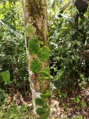 Monstera spruceana