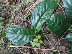 Diospyros inconstans