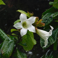 Beaumontia grandiflora