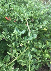 Salpichroa origanifolia