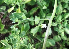 Salpichroa origanifolia