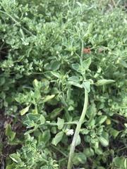 Salpichroa origanifolia