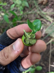 Diospyros inconstans