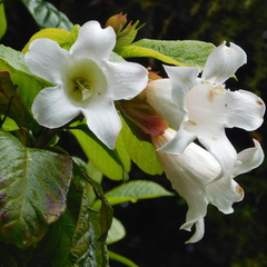 Beaumontia grandiflora