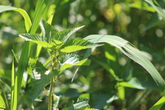 Laportea peduncularis