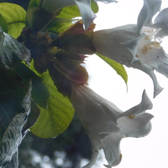 Beaumontia grandiflora