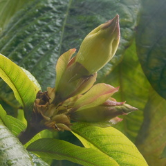 Beaumontia grandiflora