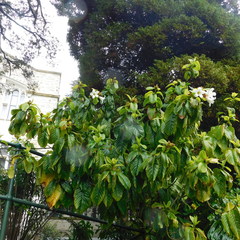 Beaumontia grandiflora