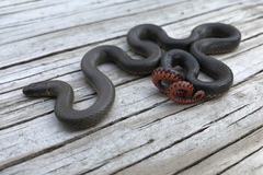 Diadophis punctatus similis