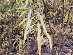 Salix exigua