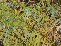 Salix exigua