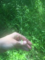 Bromus pubescens
