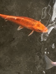 Cyprinus rubrofuscus