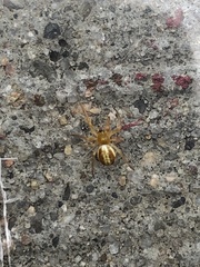 Araneus pratensis