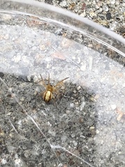 Araneus pratensis