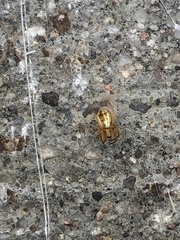Araneus pratensis