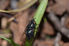 Eristalotabanus violaceus