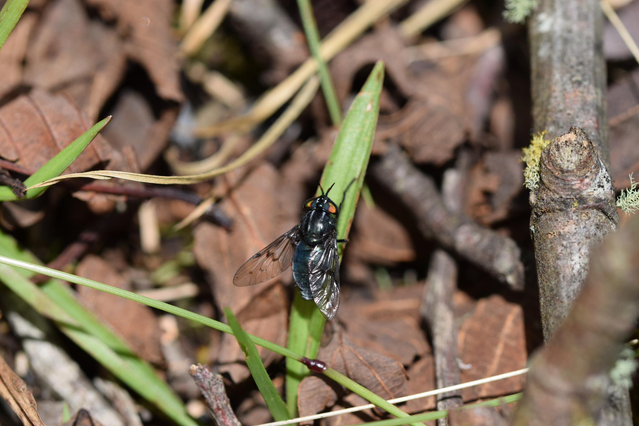 Eristalotabanus violaceus image