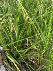 Carex fascicularis