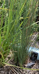 Juncus continuus