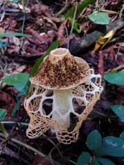 Phallus haitangensis