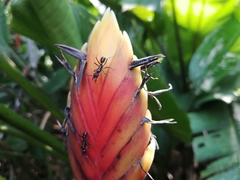 Heliconia episcopalis