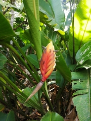 Heliconia episcopalis