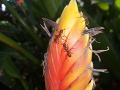 Heliconia episcopalis