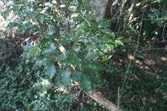 Cryptocarya woodii