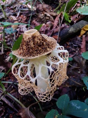 Phallus haitangensis