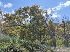 Corymbia gummifera