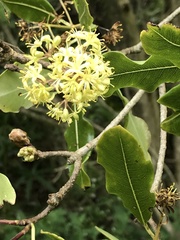 Pittosporum eugenioides
