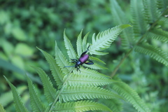 Sagra bicolor