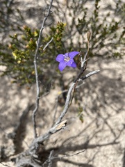 Wahlenbergia luteola