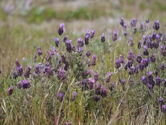 Lavandula
