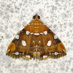 Eulepidotis guttata