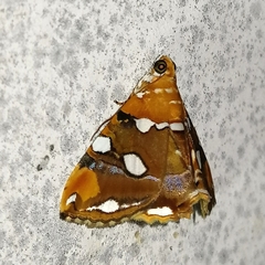 Eulepidotis guttata